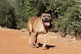 CANE CORSO 083